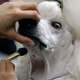 Image for article titled Elegant Updos and Classy Coats at the Westminster Dog Show